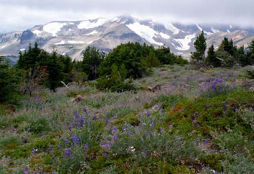 Summit meadow