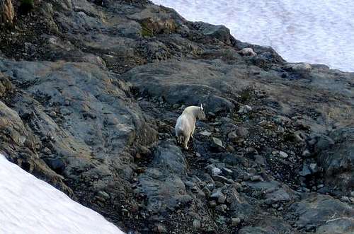 Mountain Goat (on Mt. Pugh)
