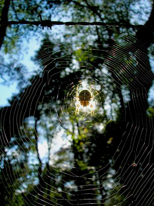 Sun, spider & web