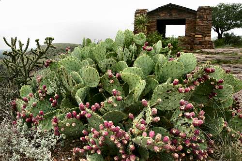 Cacti in the Davis Mountains