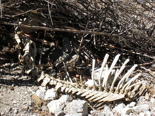 Animal Skeleton, San Gabriel Mtns.