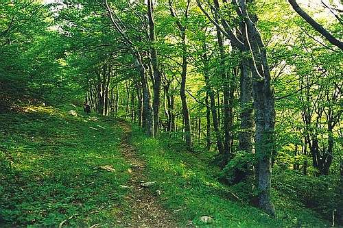 Beautiful beech forest on...