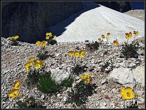 Alpine poppies below Sassolungo/Langkofel