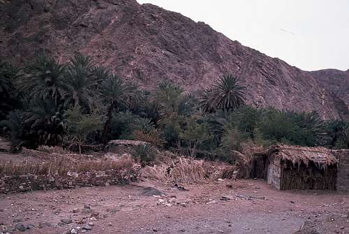 Oasis in the Sinai Desert