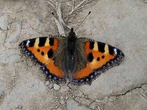 Small Tortoiseshell