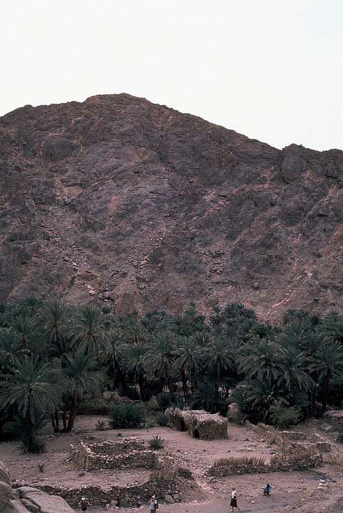 An oasis in the Sinai Desert