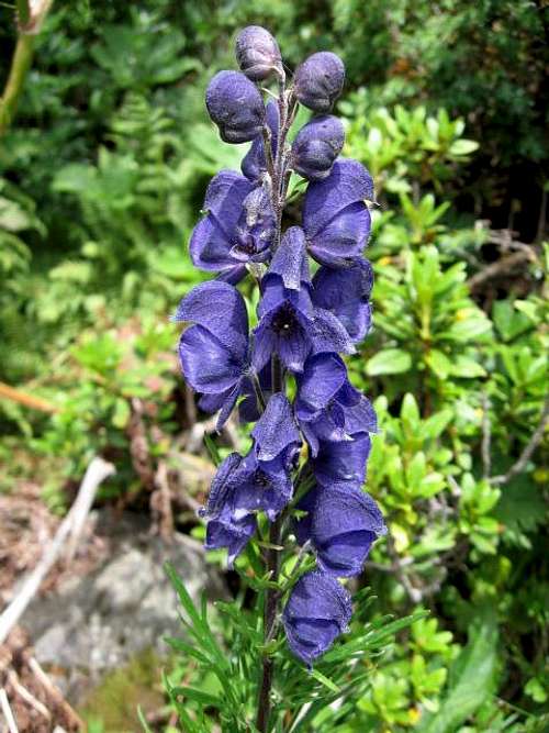 Blue Monkshood