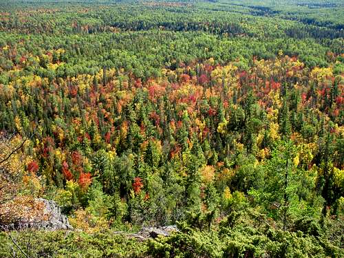 Northern Hardwood Forest