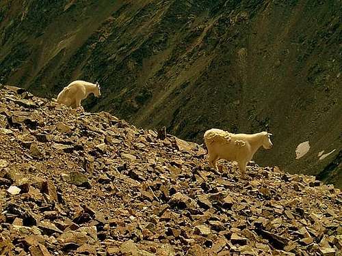 Mountain Goats. Torreys Peak, Colorado.