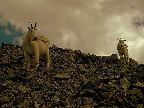 Mountain Goats. Torreys Peak. CO.