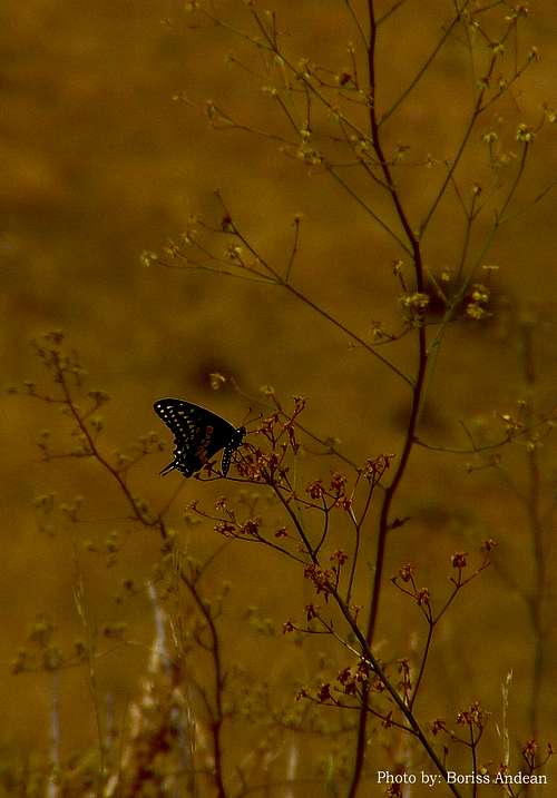 Green Mountain butterfly, CO.