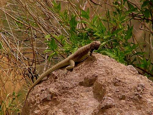 Lizard. Cañon del Colca, Perù.