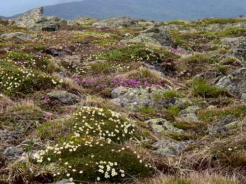 Wildflowers in the tundra at...