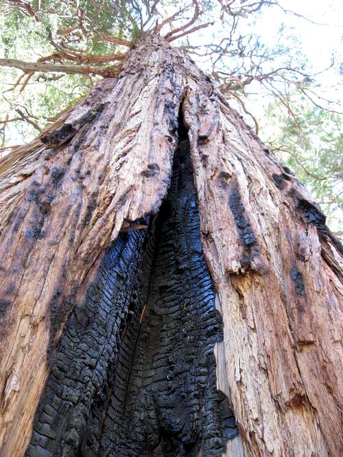 tree used for a fire shelter