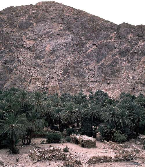 Oasis in the Sinai Desert