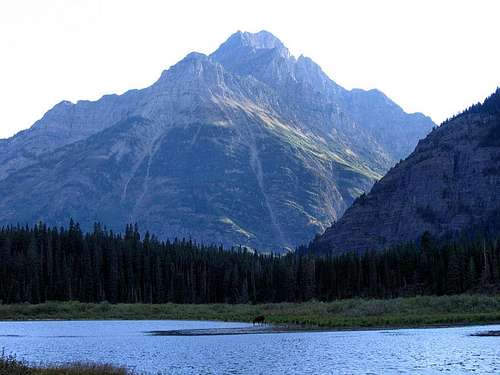 Kootenai Peak and Moose