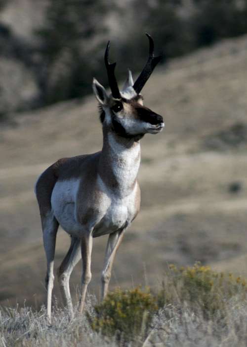 Pronghorn Antelopes
