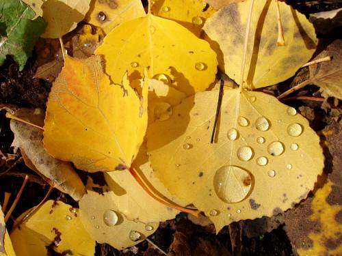 Autumn Leaves Closeups