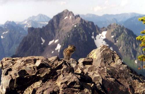 Chipmunk on Mount Ellinor