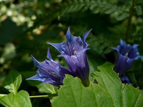 Willow gentian in Slovak paradise