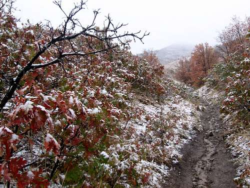 October snow on the Georges Hollow trail