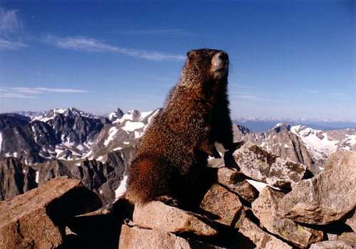 Marmot Superstar