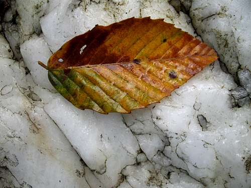 Quartzite and Leaf