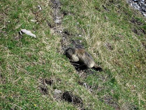 Marmot