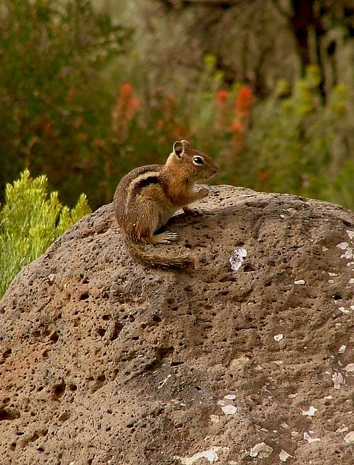Mount Sopris squirrel