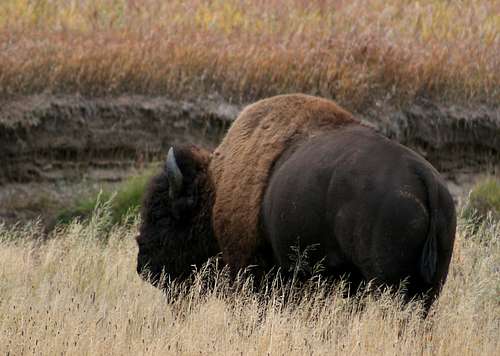 Slough Creek Bison