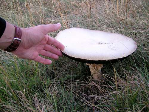 Cute little mushroom