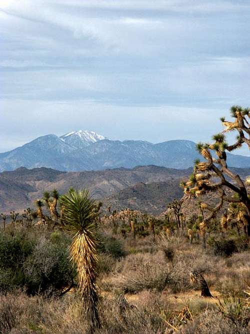 San Gorgonio (?) from Joshua...