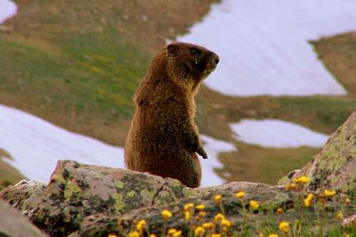 Loveland Pass Marmot.
