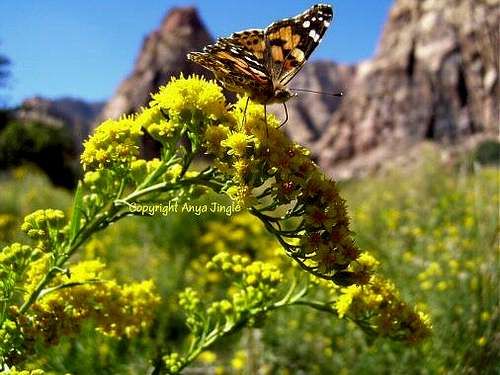 Painted Lady on Goldenrod