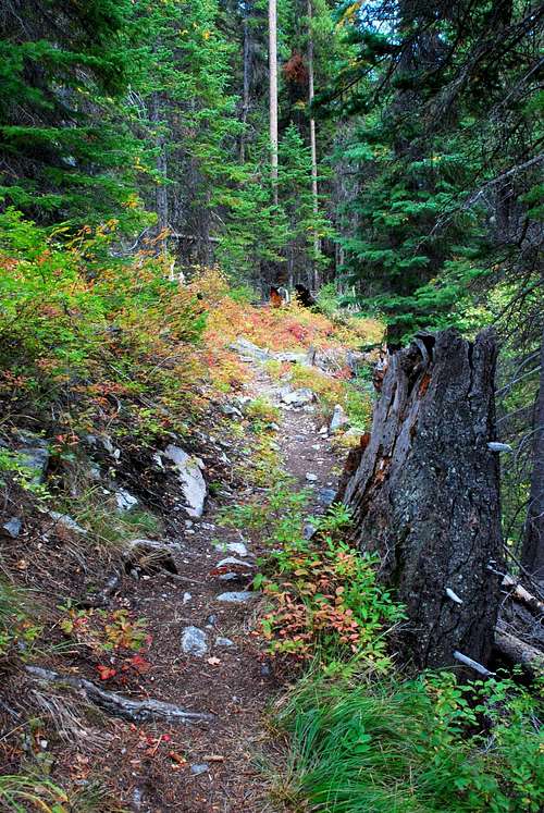 Chaffin Creek Trail