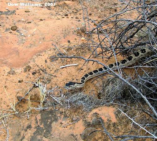 Great Basin Western Rattlesnake
