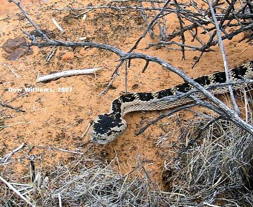 Great Basin Western Rattlesnake