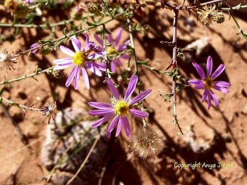 Desert Hoary Aster