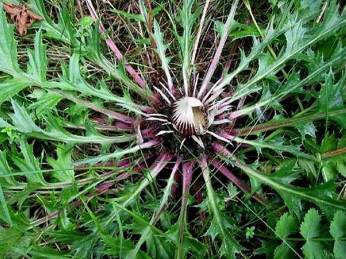 Silver Thistle