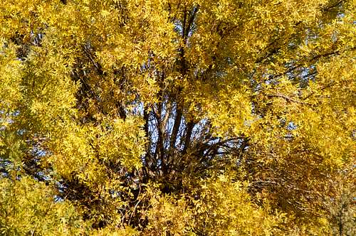 Chesnut trees in Autumn