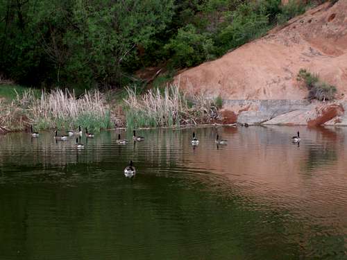 Pond Birds