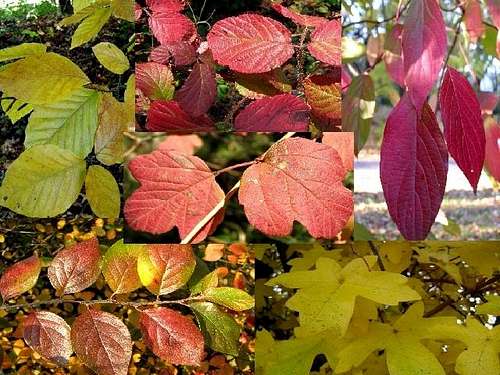 A compilation of autumn leaves