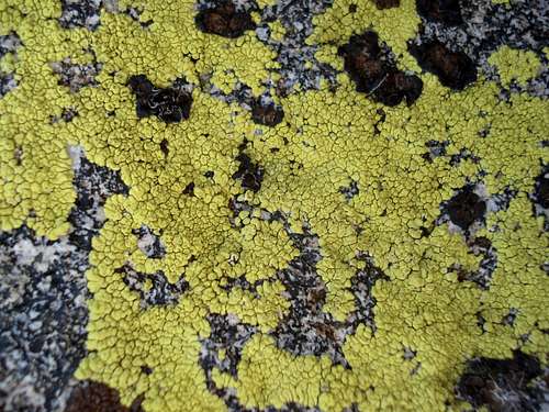 this is a lichen