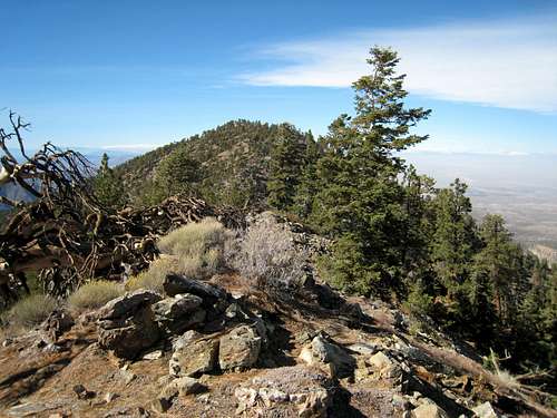 Pleasant View Ridge Summit (7,983')