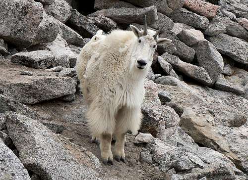 Mountain goat  encounter on Mount Evans