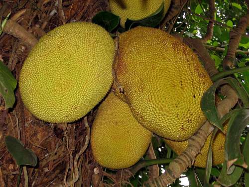 Jaca tree fruits