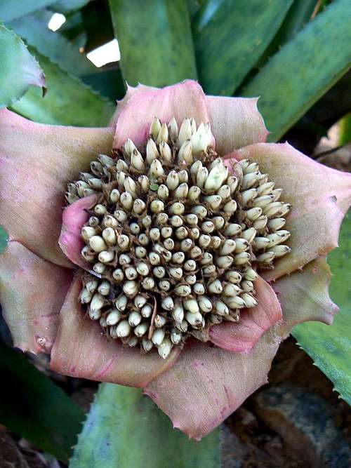 Bromelia flower