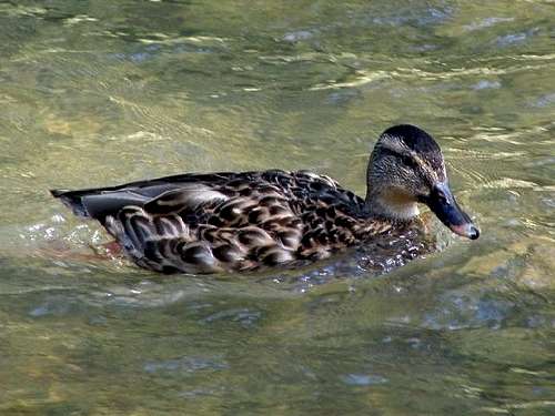 Female Mallard Duck in the River Tabor