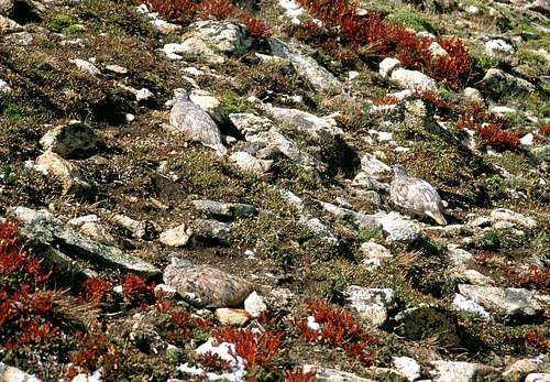 Camouflaged white-tailed ptarmigans