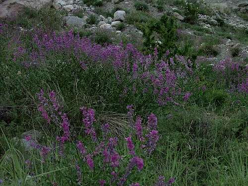 Karakoram Wild Flowers